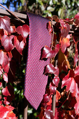 adjuntando, corbata, flor, indumentaria, moda, agiotaje, naturaleza, rojo, nudo, morada, estilo, beldad, accesorio, macro, zoom, hojas, floral