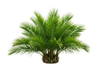 Green palm tree bush with vibrant tropical fronds showcasing lush foliage and natural beauty, perfect for a summer or exotic theme.