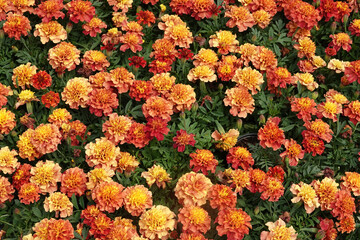 Vibrant marigold flowers display shades of orange and yellow in a lush garden.