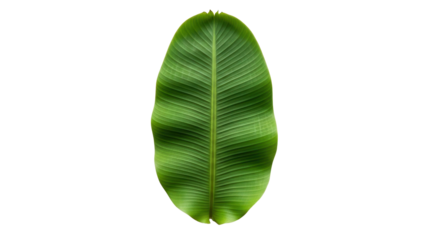 Single vibrant green banana leaf, showing prominent parallel veins, cut out, stock png, isolated on transparent background