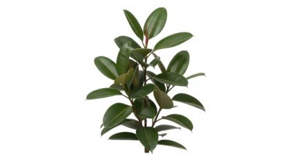 Green rubber plant with large shiny leaves, cut out, stock png, isolated on transparent background
