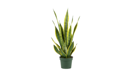 Snake plant in green pot with long pointed leaves, cut out, stock png, isolated on transparent background