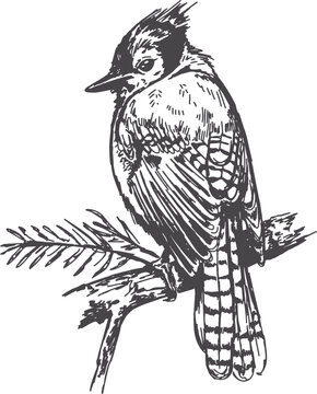 Original hand-drawn pen and ink  sketch of blue jay drawn in a sketchy style in vector format with isolated background, this is NOT AI