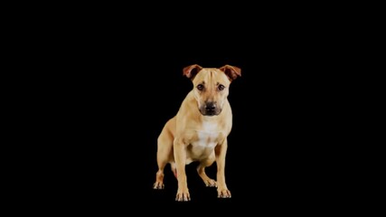 Dog Waiting Then Walking Forward on Transparent Background Alpha Channel