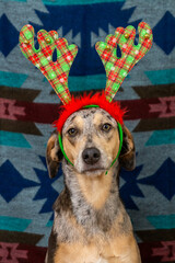 spotted dog in Christmas outfit, with checkered antlers on its head. Christmas ornament. pet poses for photo, New Year's Eve, great-holidays. dog sits on a colored carpet on a colored background.