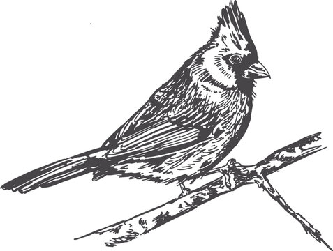 Hand-drawn cardinal illustration drawn in a vintage black line art in pen and ink and designed as an editable vector great for bird lovers