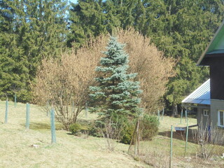 Colorado blue spruce contrasts with leafless hazel shrubs in early spring on a mountain village meadow, sunny day with rural fence, cabin and spruce forest background.