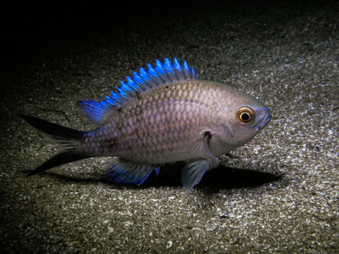 Chromis chromis from the Mediterranean Sea