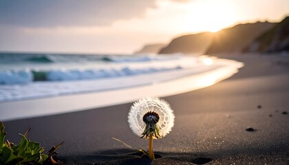 Close-up of a dandelion seed head on a dark sand beach with foamy waves and a bright sunset. A distant cliff is in view