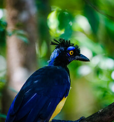 Fototapeta premium A vibrant blue bird perches on a branch in a lush green forest, showcasing its distinctive crest and bright plumage from a close-up viewpoint.