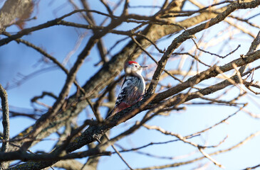 Obraz premium Detailed wildlife photograph of a woodpecker resting on a tree trunk, covered with lichen, against a clear blue sky. Natural bird portrait captured in daylight, ideal for nature, wildlife and environm