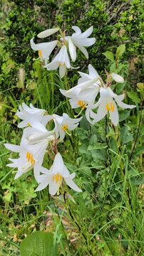 De belles fleurs blanches se balancent doucement sous la brise l&eacute;g&egrave;re.