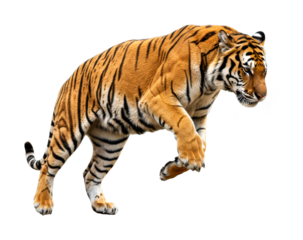 Powerful Bengal tiger gracefully leaps through the air, showcasing its incredible strength, agility, and distinctive striped fur pattern in a dynamic pose.
