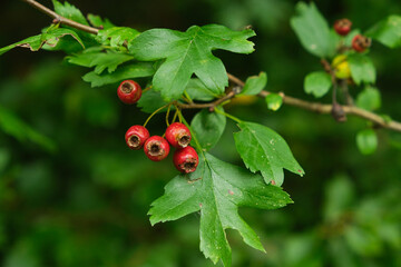 Vibrant Red Hawthorn Berries on Branch with Green Leaves © Zarina Lukash