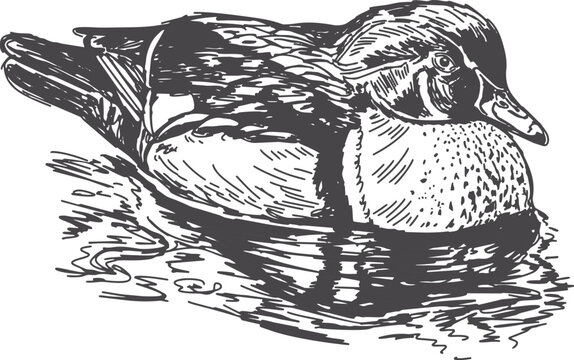 Hand drawn pen sketch of a wood duck floating on a pond illustrated in a vintage engraving style line art in vector