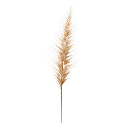 Fototapeta premium Pampas Grass Stands Tall in a Simple Arrangement Against a White Background