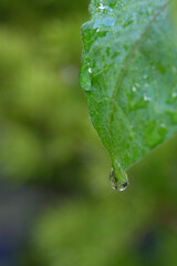 green leaf with water drops