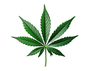 A vibrant, close-up photograph features a detailed, isolated green cannabis leaf against a dark background