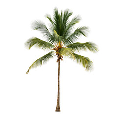 Obraz premium Coconut Palm Tree Standing Alone With Green Leaves in a Clear Background During Daytime