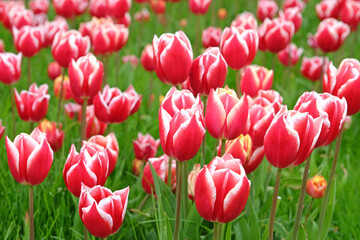 Red and white Triumph Tulip 'Leen Van Der Mark' in flower.