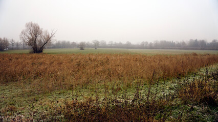 Green grass field in winter fog. Misty cold morning over meadow with fresh green grass, low visibility and grey sky, calm seasonal landscape in late autumn or early winter.