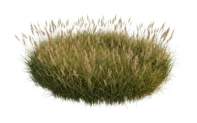 Tall ornamental grass clump with feathery seed heads showcasing vibrant green blades and golden-brown plumes, perfect for natural landscaping and garden design elements.