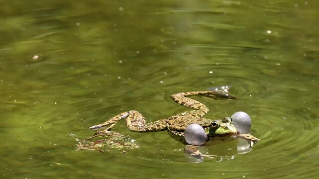 Common frog, Rana temporaria, single reptile croaking in water, also known as the European common frog or European grass frog is a semi-aquatic amphibian of the family Ranidae