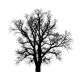 Bare tree silhouette with intricate branches creating a stark and artistic natural pattern, symbolizing winter and the cycle of life.
