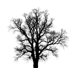 Bare tree silhouette with intricate branches creating a stark and artistic natural pattern, symbolizing winter and the cycle of life.