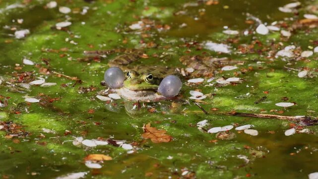 Common frog, Rana temporaria, single reptile croaking in water, also known as the European common frog or European grass frog is a semi-aquatic amphibian of the family Ranidae