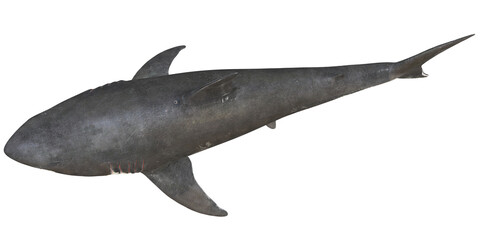Fototapeta premium Isolated image of a bull shark on white background.