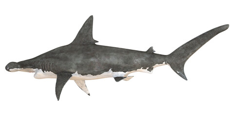 Fototapeta premium Illustration of a hammerhead shark in profile
