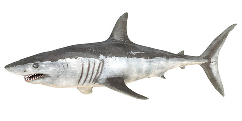 Great white shark isolated on white background