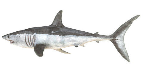 Fototapeta premium Realistic rendering of a great white shark.
