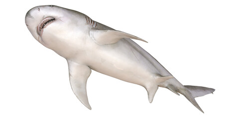 Obraz premium Bull shark swimming in white background.