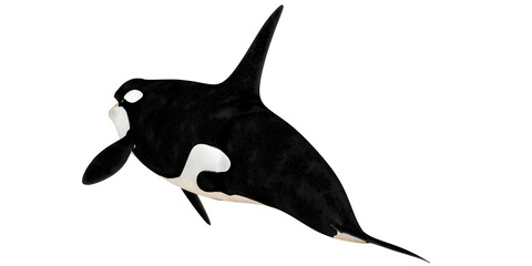 Majestic orca gliding underwater in a graceful pose. © Ilie