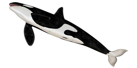 Majestic orca whale illustration © Ilie