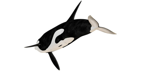 Realistic depiction of an orca swimming gracefully. © Ilie