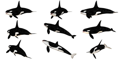 Collage of orcas swimming on a white background © Ilie