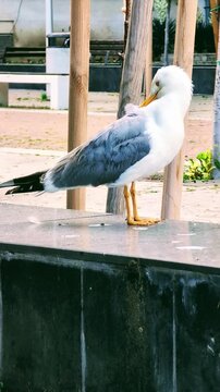 Un go&eacute;land soigne ses plumes avec son bec.
