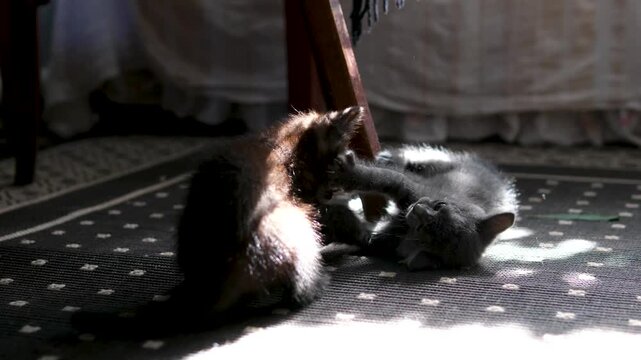 Happy Cat Family Plays Together. Sun rays dust Mother Cat and Little Baby Kitten playing with each other on the White Blanket of Bedroom. Love to Animals. Lifestyle. Pet Feeding. Funny Video Kitten 