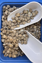 A tray of frozen clams on display at a fishmonger's, photographed in a market setting. Seafood retail.