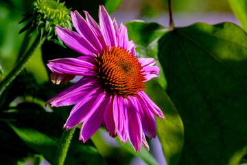 Purple Coneflower in morning sunlight