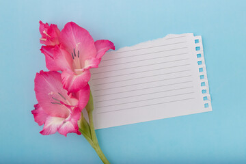  Flat lay pink gladiolus flower with blank lined white ripped torn sheet of notebook paper on vibrant blue surface background