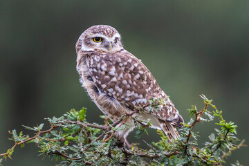 Burrowing Owl perched, La Pampa Province, Patagonia, Argentina.