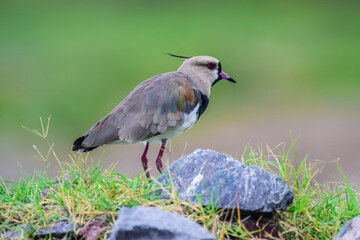 Southern Lapwing, Vanellus chilensis , La Pampa Province, Patagonia, Argentina