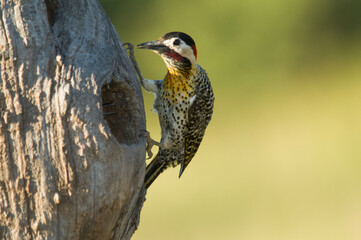 Green barred Woodpecker nesting in forest environment,  La Pampa province, Patagonia, Argentina.