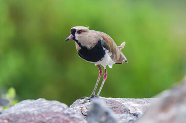 Fototapeta premium Southern Lapwing, Vanellus chilensis , La Pampa Province, Patagonia, Argentina