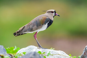 Southern Lapwing, Vanellus chilensis , La Pampa Province, Patagonia, Argentina