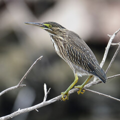 Striated heron, Butorides striata, Ansenuza National Park, Cordoba Province, Argentina.